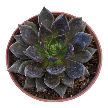 Suculenta Echeveria Black Prince