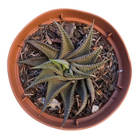 Planta Suculenta Haworthia Limifolia Spirales