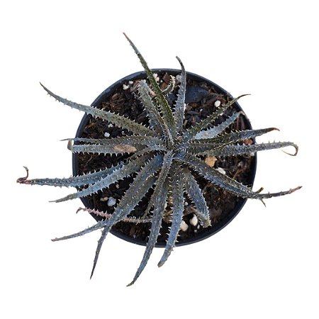 Suculenta Aloe Humilis