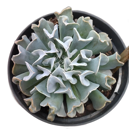 Suculenta Echeveria Nichi