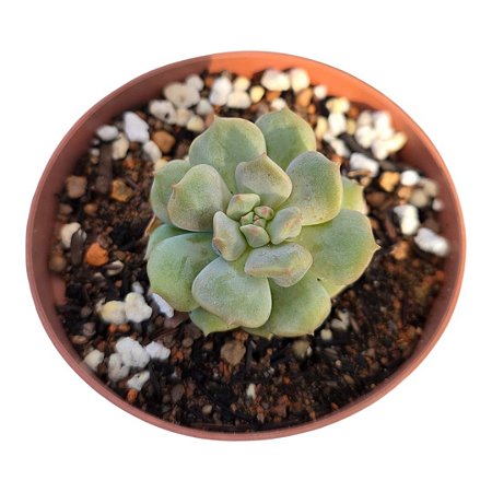 Planta Suculenta Echeveria Peony