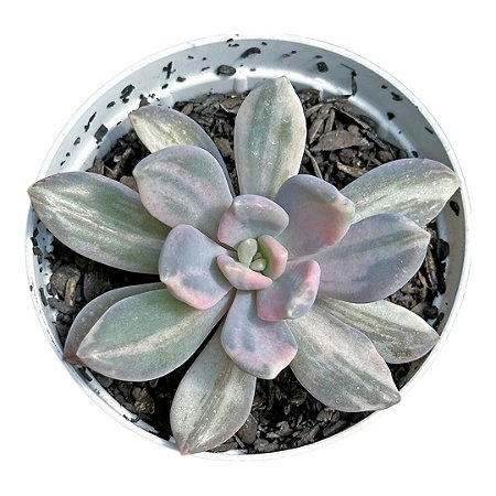 Suculenta Echeveria Lavender pt 7