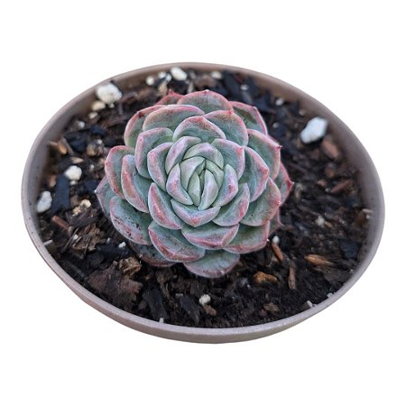 Suculenta Echeveria Premera pt 9