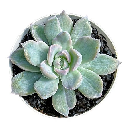 Suculenta Echeveria Albicans Variegata pt 9 cm