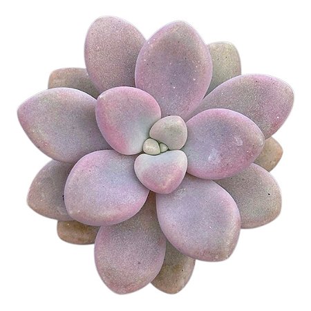 Suculenta Graptopetalum Ellen pt 9cm