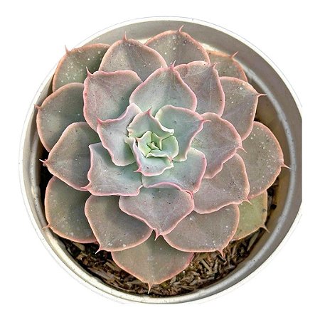 Echeveria Domingo  pt 9