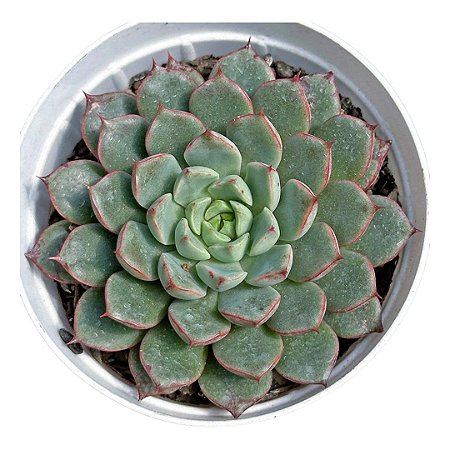 Echeveria Swallow pt 9 cm