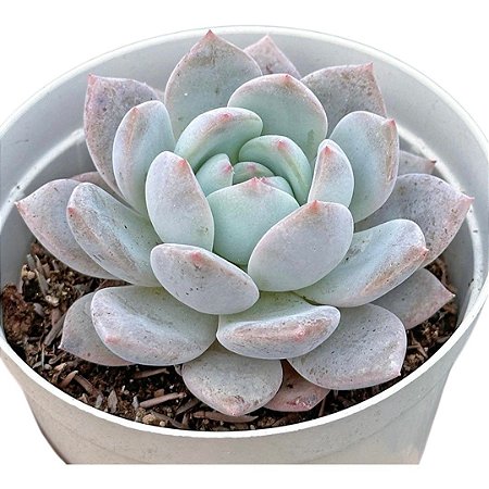 Suculenta Echeveria Monroe pote 9