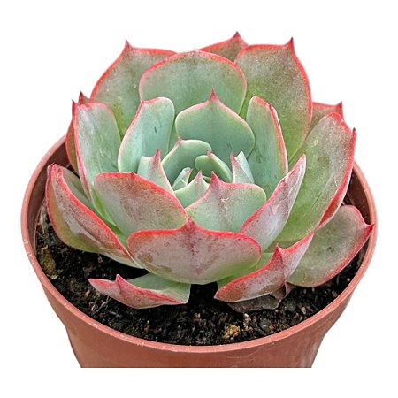Echeveria Amistar pt 9 cm