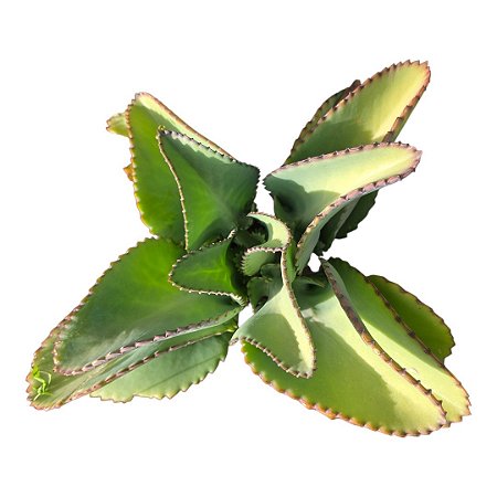Suculenta Kalanchoe Aranto,mãe de mil,mãe de milhares pt 11