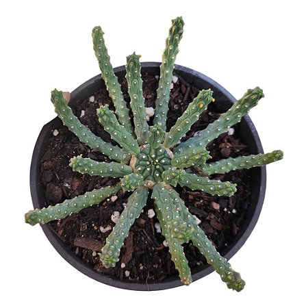 Euphorbia Inermis pt 13 - Coleção