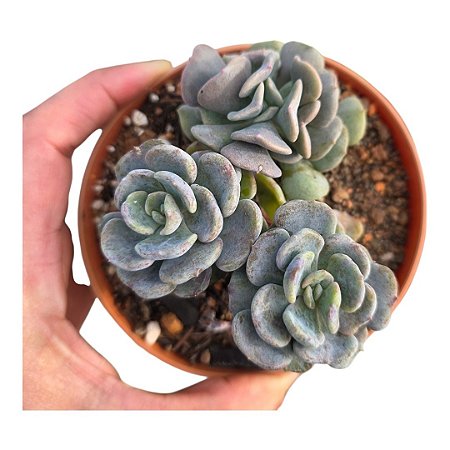 Suculenta Echeveria Cubic Pagoda pt 9 (colonia)