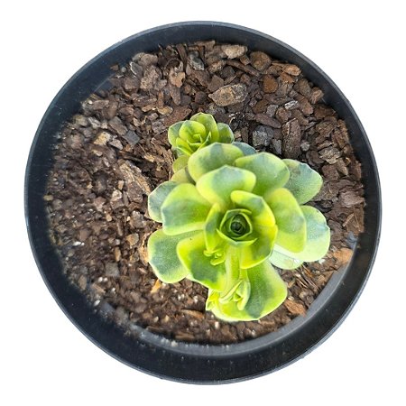 Planta Suculenta Orostachys Variegata pt 9