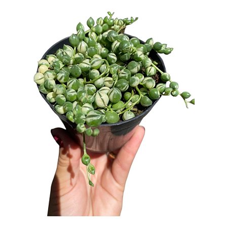 Suculenta Senecio Rowleyanus/Colar de pérolas variegata pt11