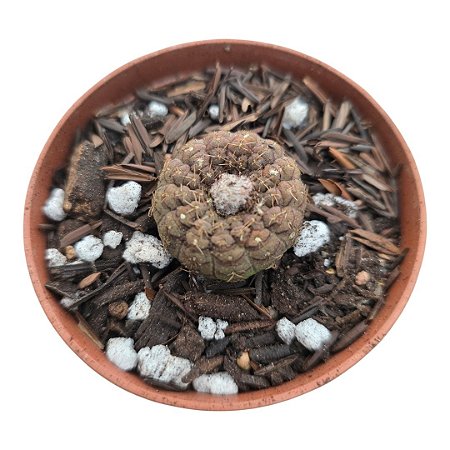 Cacto Frailea Cataphracta pt8 (pequeno)
