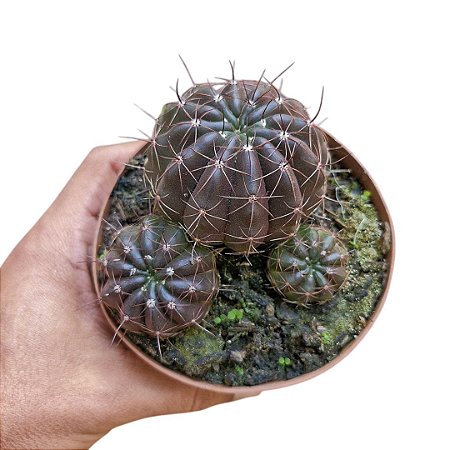 Cacto Notocacctus Arechavaletae