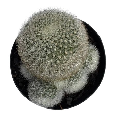 Cacto Rebutia Muscula /Aylostera Muscula (colonia)vaso 9cm