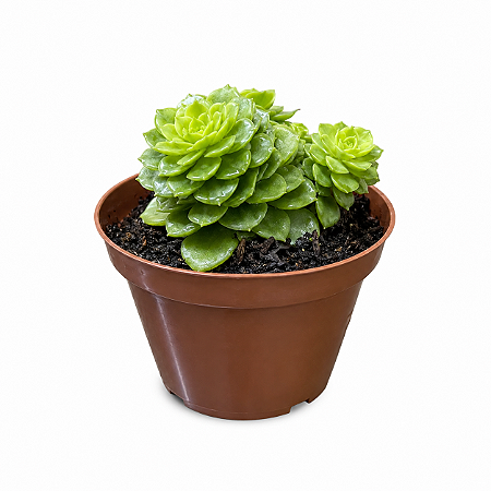 Planta Suculenta Sedeveria Rolly