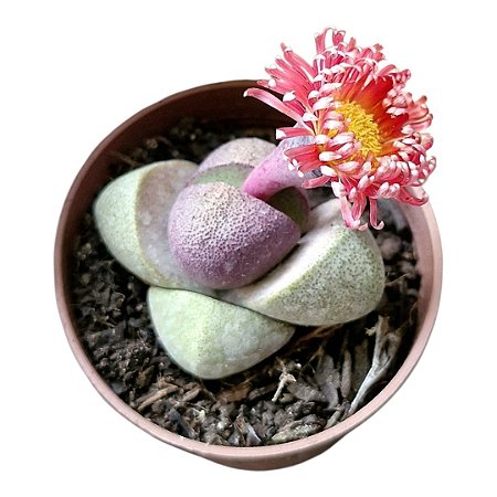 Pleiospilos nelii cv. Royal Flush (vaso7) rara