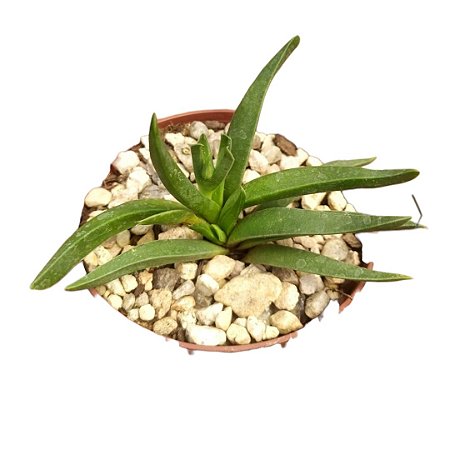 Glottiphyttum Muirii pt 9