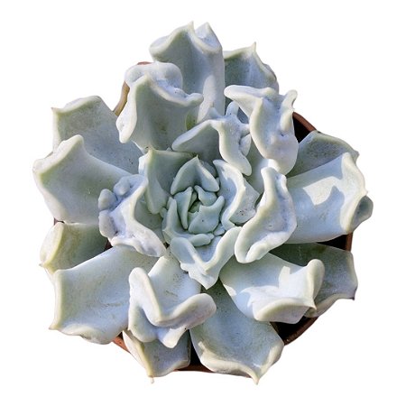 Echeveria Thriller Pearl (pequena)