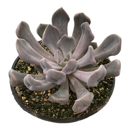Echeveria Topsy Debbie/Echeveria Cupido pt 11