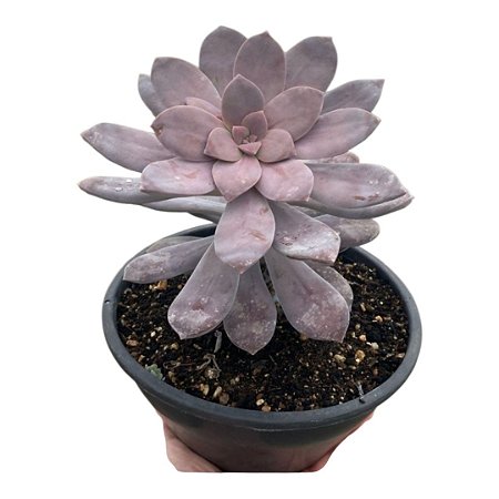 Suculenta Echeveria Superbum pt 11