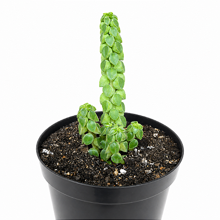 Peperomia Columella - pote 9