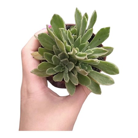 Suculenta Aeonium Ballarine