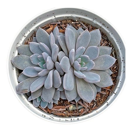 Echeveria Lulu pt 9 cm
