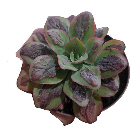 Suculenta Echeveria Baron Bold/exótica/rara