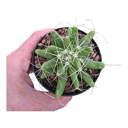 Leuchtenbergia principis – Cacto Agave pote 9