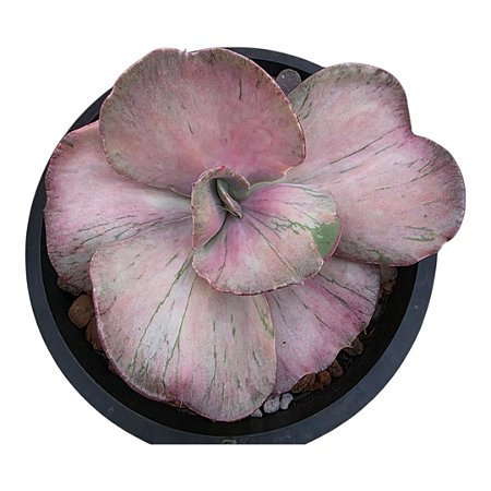 Suculenta Echeveria Only One cuia 15