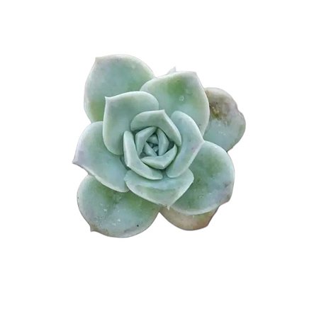 Suculenta Echeveria Lovely Rose - Reversa