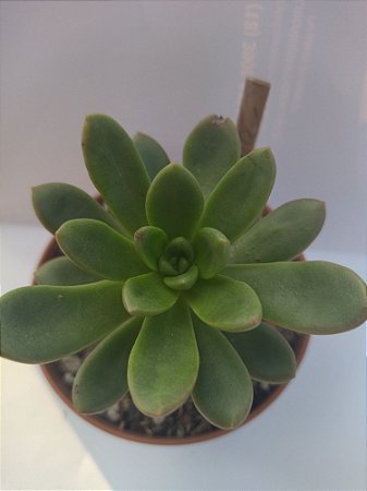 Planta Suculenta Echeveria Singrila