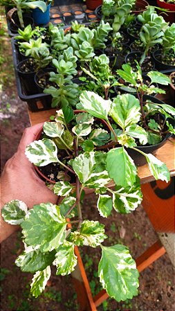 Planta Dólar Variegata (Plectranthus verticillatus)