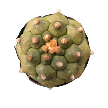 Cacto Astrophytum asterias cv. 'Kikko (importado)