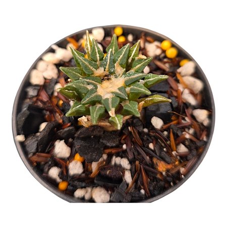 Ariocarpus kotschoubeyanus Var. Elephantidens (Raríssimo)