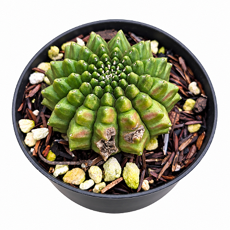 Cacto Gymnocalicium Inermis pote 9 "Coleção "