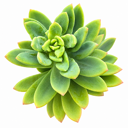 Suculenta Echeveria Golden Glow