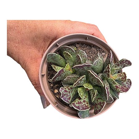 Suculenta Patinha de Tartaruga/Adromischus Cooperi