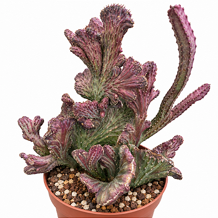 Cacto Rabo de Sereia Azul – Cereus Spegazzinii Cristata