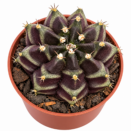 Gymnocalycium híbrido de Daydream - Colecionável
