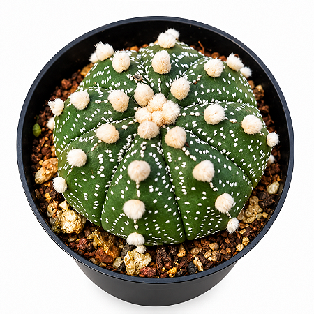 Cacto Astrophytum Asterias– Colecionável