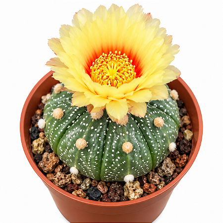 Planta Cacto Astrophytum Asterias