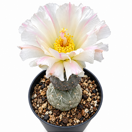 Cacto Tephrocactus Geometricus-Super Raro e Colecionável
