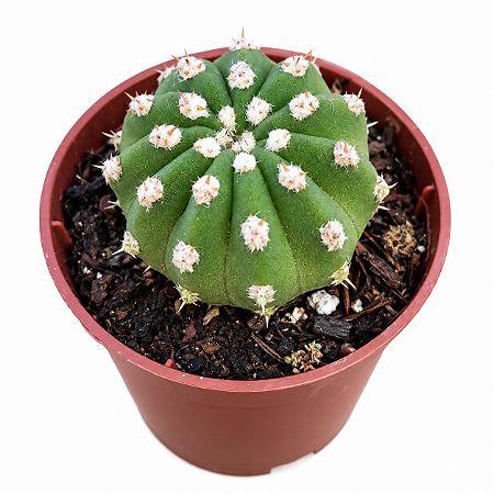 Cacto Echinopsis Subdenudata /Domino  – Pote 6 (pequeno)
