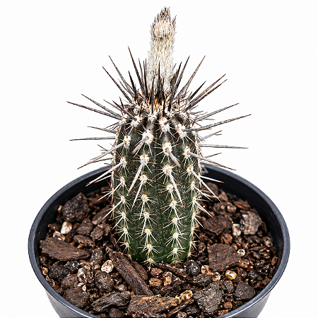 Cacto Echinopsis Mirabilis Pote 9