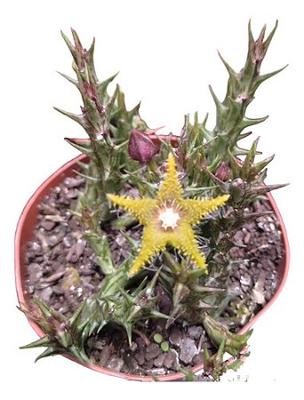 Suculenta Orbea Dummeri(sem Flor)