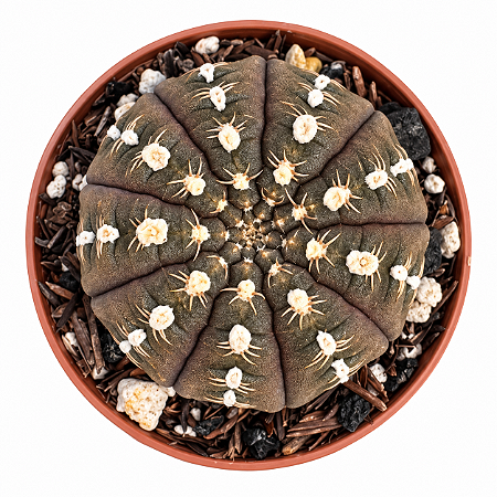 Cacto Gymnocalycium ragonesei  Raro e Colecionavel